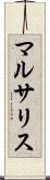 マルサリス Scroll