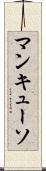 マンキューソ Scroll