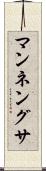 マンネングサ Scroll