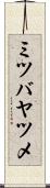 ミツバヤツメ Scroll