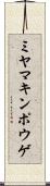ミヤマキンポウゲ Scroll