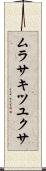 ムラサキツユクサ Scroll