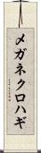 メガネクロハギ Scroll