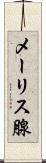 メーリス腺 Scroll