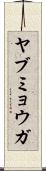 ヤブミョウガ Scroll