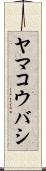 ヤマコウバシ Scroll