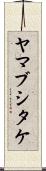 ヤマブシタケ Scroll