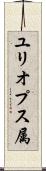 ユリオプス属 Scroll