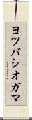 ヨツバシオガマ Scroll