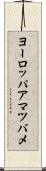 ヨーロッパアマツバメ Scroll