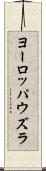 ヨーロッパウズラ Scroll