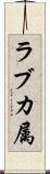 ラブカ属 Scroll