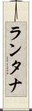 ランタナ Scroll