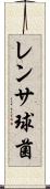 レンサ球菌 Scroll