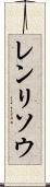 レンリソウ Scroll