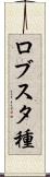 ロブスタ種 Scroll