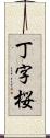 丁字桜 Scroll