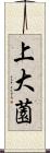 上大薗 Scroll