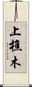 上樵木 Scroll