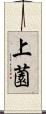 上薗 Scroll