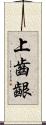 上齒齦 Scroll