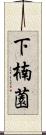 下楠薗 Scroll