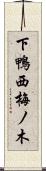 下鴨西梅ノ木 Scroll