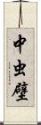 中虫壁 Scroll