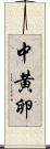 中黄卵 Scroll