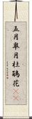 五月;皐月;杜鵑花(sK) Scroll