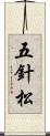 五針松 Scroll