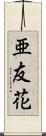 亜友花 Scroll