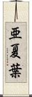 亜夏葉 Scroll