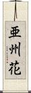 亜州花 Scroll