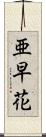亜早花 Scroll