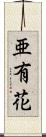 亜有花 Scroll
