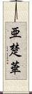 亜楚華 Scroll