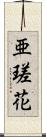 亜瑳花 Scroll