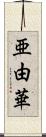 亜由華 Scroll