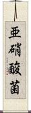 亜硝酸菌 Scroll