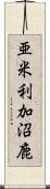 亜米利加沼鹿 Scroll