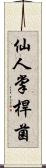 仙人掌桿菌 Scroll