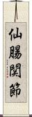 仙腸関節 Scroll