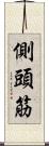 側頭筋 Scroll