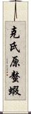 克氏原螯蝦 Scroll