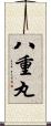 八重丸 Scroll