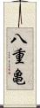 八重亀 Scroll