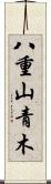 八重山青木 Scroll