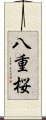 八重桜 Scroll