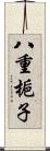 八重梔子 Scroll